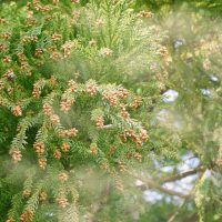 花粉の季節